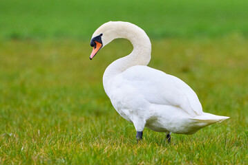 Mute swan on a field in spring season (Cygnus olor)