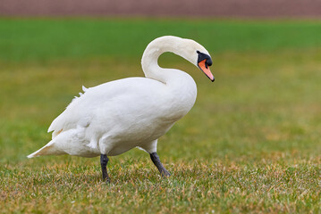 Mute swan on a field in spring season (Cygnus olor)