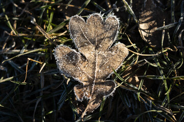 ein Eichenblatt, das bei einem Spaziergang an einem See mit sichtbarem rareif am Rand gefunden wurde, und das Gras neben dem Blatt hat Raureif darauf
