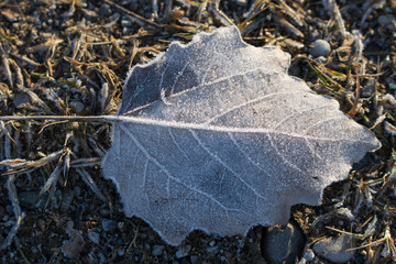 ein Blatt, das am frühen Morgen im Februar bei einem Spaziergang am See mit Raureif gefunden wurde, und das Gras um es herum hat auch Raureif
