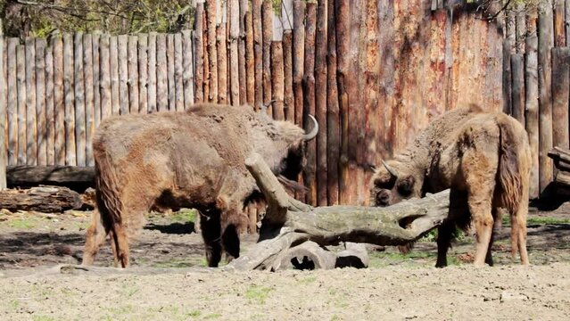 Close-up on bison in the park. Bison scratch their hair against a tree. Bison shed their old winter wool