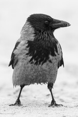 hooded crow