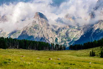 Beautiful view of the meadow with cows and mountains in the cloud in the evening Italy, Dolomites, Alps