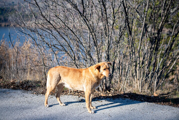 golden retriever in the woods