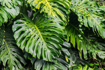 Pared con hojas tropicales gigantes