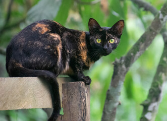 Gato salvaje, Negro y marrón en bosque