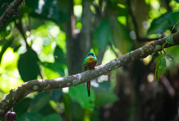 Galbula -  jacamar , tucuso, tucuso  coliverde Posado en árbol