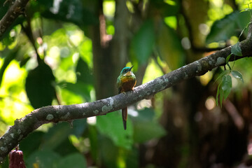 Galbula -  jacamar , tucuso, tucuso  coliverde Posado en árbol
