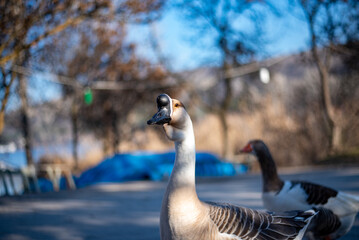 wild goose on the forest