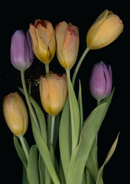 scanography photography of flowers, scanography of a tulip on a dark background, background for wedding invitations, cards with flowers
