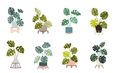 Set of monstera in flower pots on stands.Vector flat graphics.
