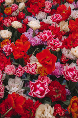 Dark red, white and pink tulips background, floral, real flowers