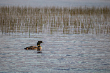 loon on the lake
