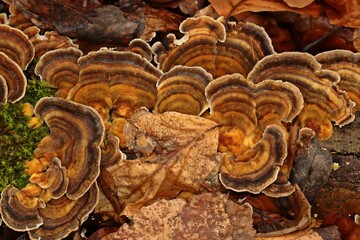 Schmetterlings-Tramete (Trametes versicolor) auf Totholz