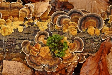 Schmetterlings-Tramete (Trametes versicolor) auf Totholz