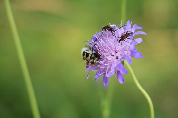 bee on lavender