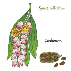 Vector graphic illustration with cardamom plant