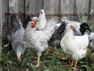 Group young hens and cockerels in rural yard