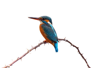 Common kingfisher -  Alcedo atthis isolated on white background