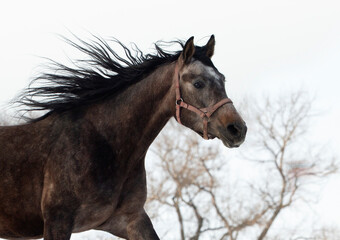 Dressage horse runs gallop in winter farm