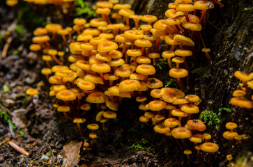 Group of Tiny Orange Mushrooms