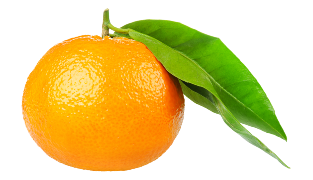 One tangerine fruit with leaves cut out