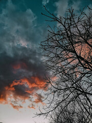 Obraz na płótnie Canvas tree in the sky