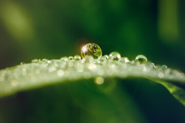 dew drop on a leaf