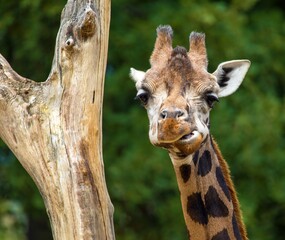 giraffe head green background Giraffa camelopardalis
