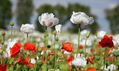 White opium poppy papaver somniferum weeded red poppies