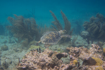 Hawksbill Turtle Swimming Around Reef