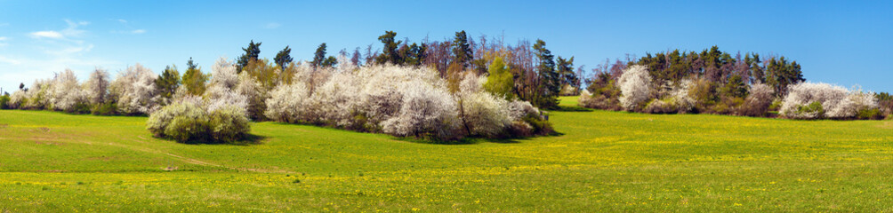 pringtime meadow and white flowering blackthorn bush
