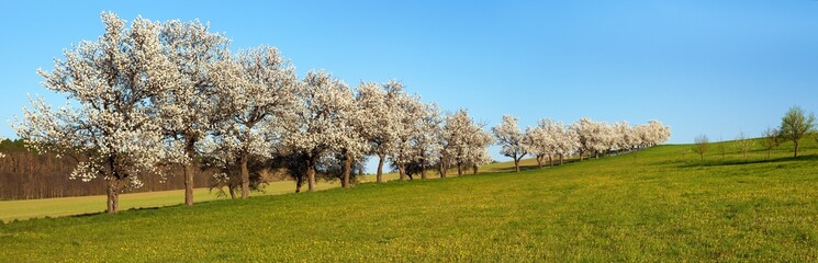 meadow road alley flowering cherry trees