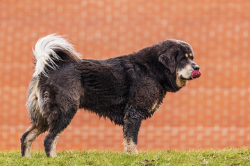 The Tibetan Mastiff standing sideways by the red background