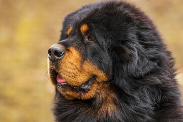 Fototapeta premium The Tibetan Mastiff close up portrait from the side
