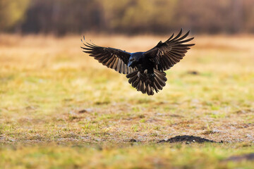 common raven (Corvus corax) sits down on the ground