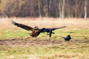 White-tailed eagle (Haliaeetus albicilla) is among the ravens