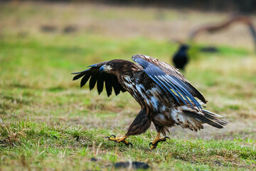 White-tailed eagle (Haliaeetus albicilla) he's just landed on the ground