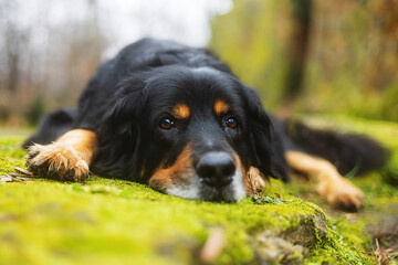 black and gold Hovie dog hovawart is resting