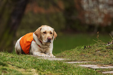 The Labrador Retriever trained as a guide dog
