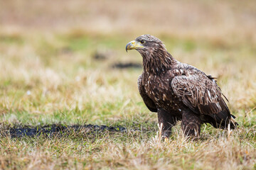 White-tailed eagle (Haliaeetus albicilla) alone in the meadow