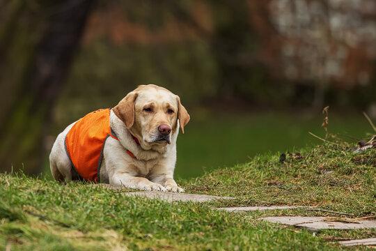 The Labrador Retriever trained as a guide dog