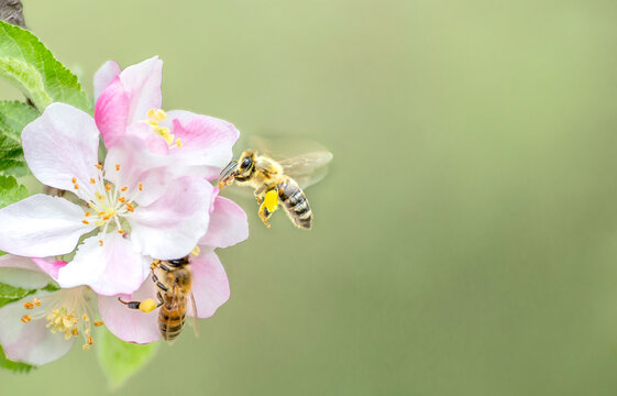 Flying honey bee collecting bee pollen from apple blossom. Bee collecting honey.