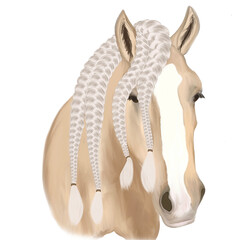 Palomino Gypsy Vanner / Tinker / Irish cob with plaited mane