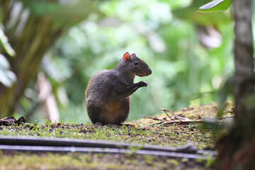 Agouti