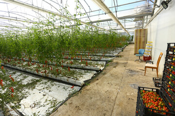 fresh cherry tomatoes agricultural plantation