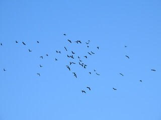 birds in flight