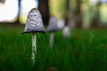 Small beautiful white mushrooms closeup in green grass with many more mushrooms in perspective