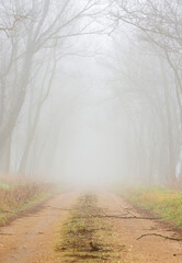 dirt street in fog  surrounded with trees in autumn