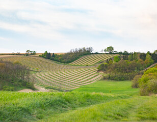 green rural street between wineyards © Markus Rieder